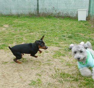 小型犬エリアでも遊ぶ♪