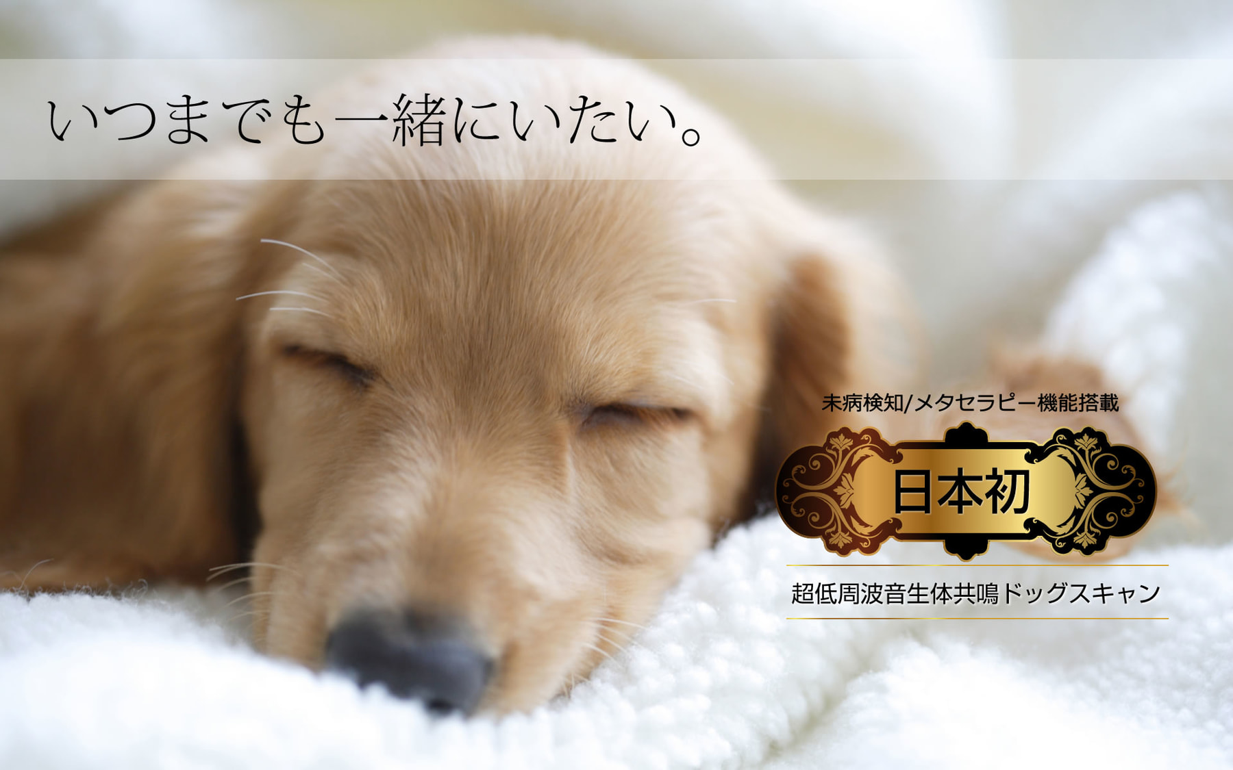 dogscan_slide01