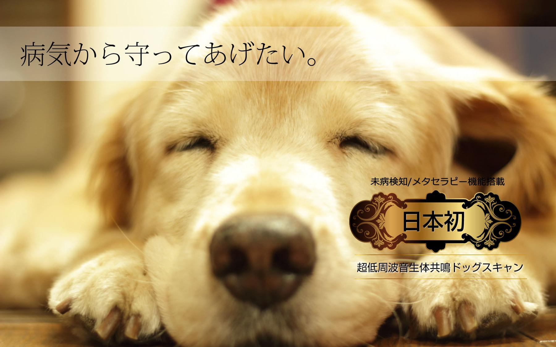 dogscan_slide02