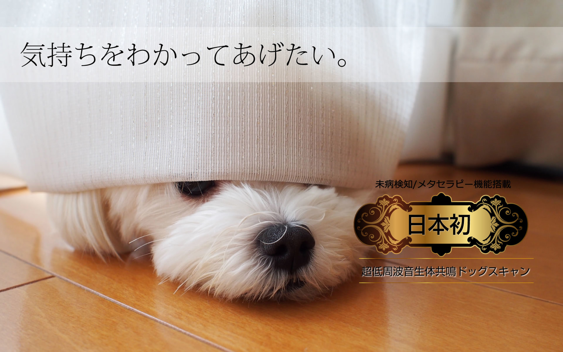 dogscan_slide03