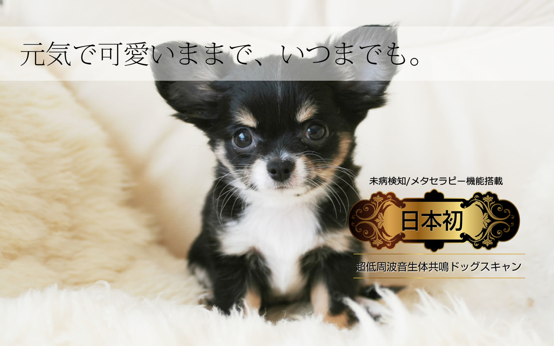 dogscan_slide04
